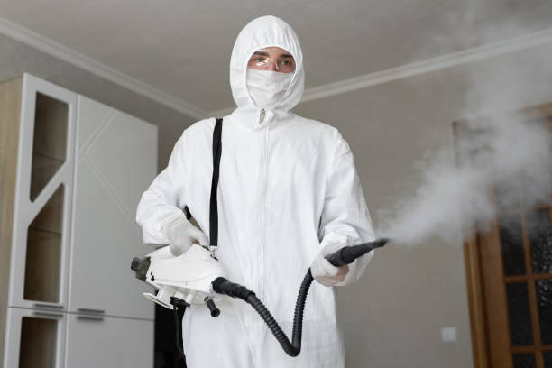 Why You Should Choose Our Mold Remediation Services in Whitehouse, TX